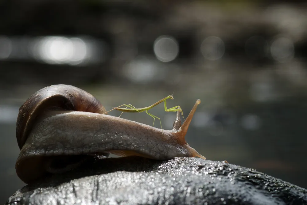 Praying Mantis Rides Snail Through Borneo Jungle