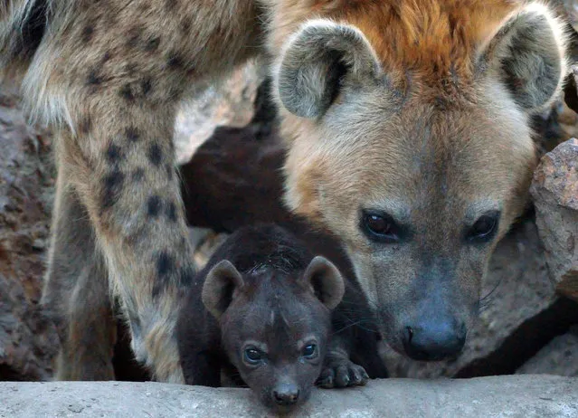 A newly born spotted hyena (Crocuta crocuta) baby is seen with its mother at the Animal Garden in Szeged, Hungartat the Serbian border on March 17, 2014. (Photo by Csaba Segesvari/AFP Photo)