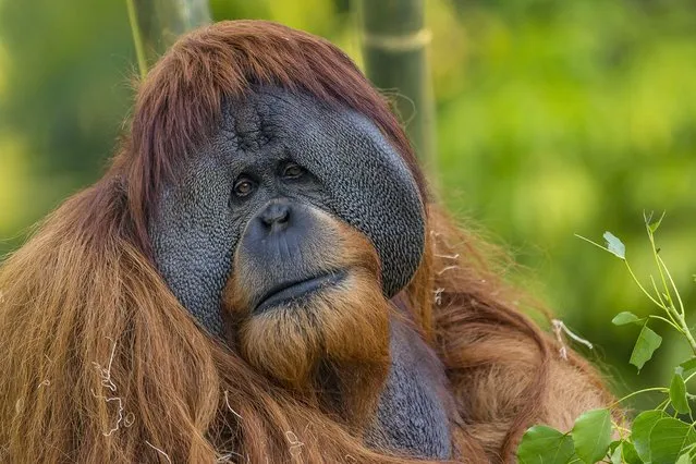 In a photo, date not known, provided by the San Diego Zoo is Satu, a male orangutan at the San Diego Zoo in San Diego. Satu, 26 died Wednesday, December 22, 2021. The zoo announced Satu's death on social media on Thursday, saying the orangutan's cause of death is likely to be related to cancer. (Photo by Ken Bohn/San Diego Wildlife Alliance via AP Photo)