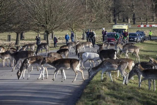 Traffic and pedestrians wait to pass as a herd of fallow deer cross the road in Richmond Park, southwest London on January 5, 2022. (Photo by Jack Hill/The Times)