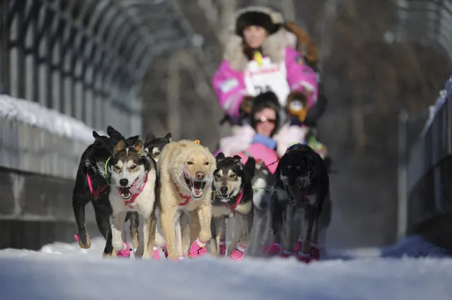 Dee Dee Jonrowe, of Willow, mushes during the ceremonial start of the Iditarod Trail Sled Dog Race in Anchorage, Alaska, Saturday, March 4, 2017. (Photo by Michael Dinneen/AP Photo)