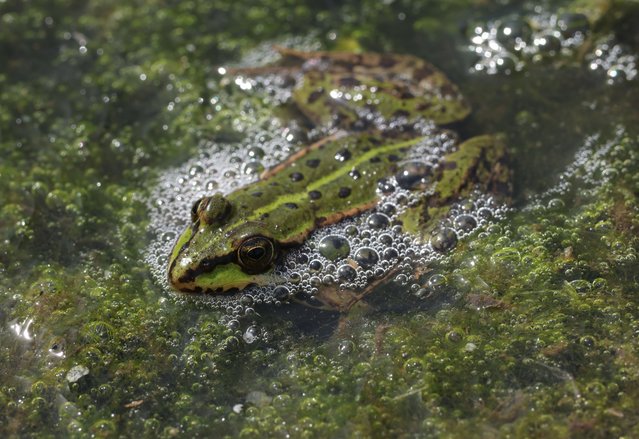 A water frog (Pelophylax esculentus) lies in the marsh of an approximately 300 hectares rewetted portion of the Sernitzmoor peatland on May 31, 2023 near Greiffenberg, Germany. The Succow Stiftung, a German foundation devoted to international peatland restoration, has been rewetting the Sernitzmoor in an ongoing effort since 2014 as part of a project called “toMOORow”, which seeks to both reap the climate change benefits from peatland rewetting as well as provide commercial opportunity to local farmers and businesses. Peatland marshes are a highly efficient carbon sink, though large tracts across Europe have been drained over the centuries to make way for animal grazing and crops. Once dry and exposed to oxygen, peat become a powerful emitter of greenhouse gases. In Germany 7% of agricultural land is based on peatland, yet it accounts for 37% of Germany's agricultural greenhouse gas emissions. Rewetting stops the emissions and creates potential for paludiculture, marsh-based agriculture that includes water buffalo for their meat, cattail for insulation and reed pellets for paper. (Photo by Sean Gallup/Getty Images)