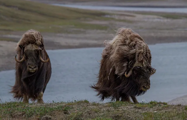 Wild Musk Oxen in Arctic Prairie in Russia