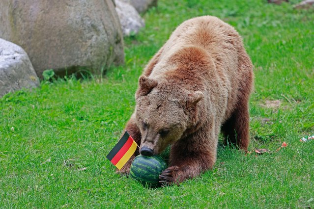 “Oracle” brown bear Moritz eats the melon with the German flag in the animal enclosure at Hexentanzplatz in Thale, Germany on June 17, 2024, after first devouring the fruit with the Hungarian flag. In the animal enclosure, the bear's decision is interpreted as a victory for Germany. (Photo by Matthias Bein/dpa/Alamy Live News)