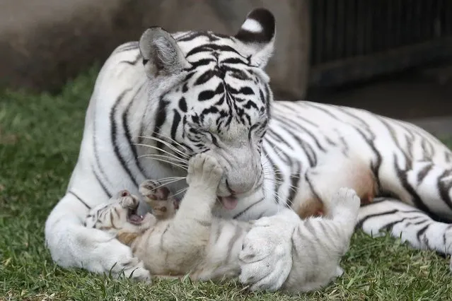 White Bengal tiger Clara plays with one of her three cubs during a news presentation at Huachipa's private zoo in Lima, April 29, 2014. The 2-month-old cubs, yet unnamed, were born in captivity at the park. (Photo by Mariana Bazo/Reuters)