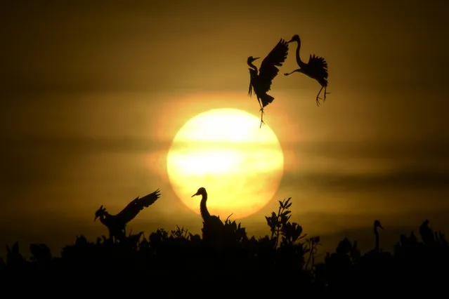 Some Egret birds take a flight as others rest on the top of mangrove trees during sunset at Kajhu beach, in Aceh province on July 1, 2019. (Photo by Chaideer Mahyuddin/AFP Photo)