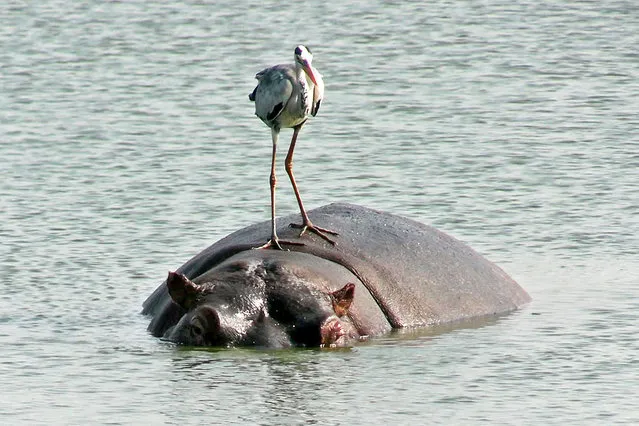 The grey heron “surfing” on the back of a friendly hippo to catch fish at Sunset Dam in Kruger National Park, South Africa on March 25, 2022. (Photo by Chris Corbet/Kangela/Kennedy News)