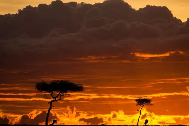“African Fire”: The Mara is known for its stunning light spectacles. (Photo by Paul Goldstein/Rex Features)