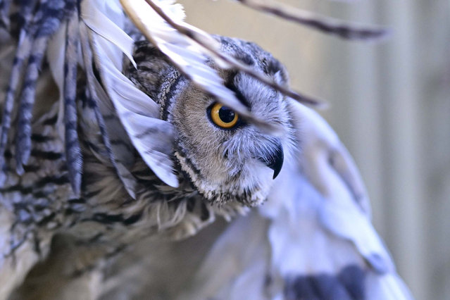 A view of an owl as the Ankara University Faculty of Veterinary Medicine Animal Hospital provides animals health services at their campus since 1933 in Ankara, Turkiye on February 28, 2024. Hundreds of wild animals that are injured due to reasons such as poaching, vehicle collision, poisoning and weakening are being treated at the clinic. (Photo by Dogukan Keskinkilic/Anadolu via Getty Images)