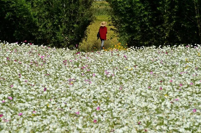 A woman walks in a flower field in Pingchang District in Taoyuan, northern Taiwan on November 26, 2019. (Photo by Sam Yeh/AFP Photo)