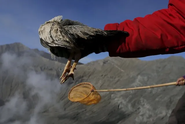 A Hindu worshipper holds out a chicken before throwing it into the crater as an offering during the Kasada Festival at Mount Bromo in Probolinggo, Indonesia's East Java province, August 1, 2015. (Photo by Reuters/Beawiharta)