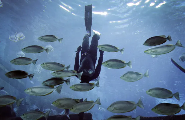 A diver swims among fish in an exhibit to emulate sea creatures in efforts to send a message that pollutants such as nets and plastic bags will entangle marine animals, making it difficult for them to breathe or eat, at the S.E.A. (South East Asia Aquarium), Resorts World Sentosa, on Tuesday, June 7, 2016, in Singapore. This is part of efforts by the aquarium to educate visitors on the threats facing the oceans and the importance of protecting them as part of their 10-day celebration of World Ocean Day which falls on June 8. (Photo by Wong Maye-E/AP Photo)