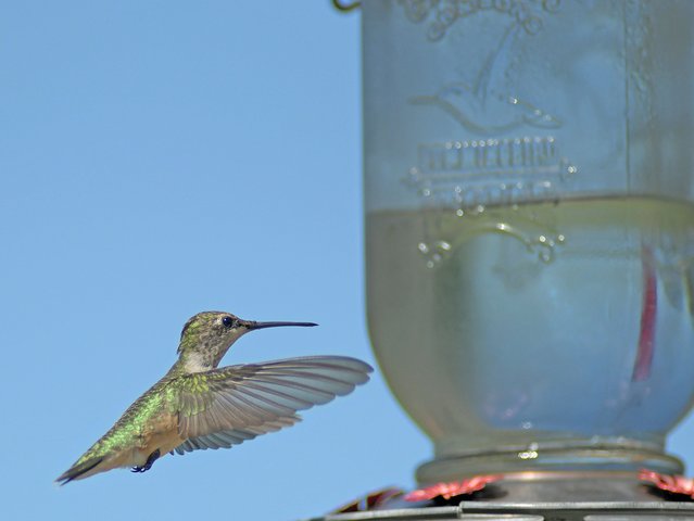 A female Ruby-throated Hummingbird prepares to have lunch at a feeder in Ontario, Ohio on September 5, 2024. The first Saturday in September is celebrated as National Hummingbird Day. (Photo by Jason J. Molyet, News Journal via USA TODAY Network)