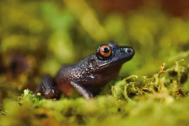 The “devil-eyed” frog (Oreobates zongoensis), which was previously known only from a single individual observed more than 20 years ago in the Zongo Valley, was rediscovered on the Zongo RAP expedition in Bolivia. It was found to be relatively abundant in the cloud forest where it had not been seen for more than 20 years. Its elusive nature may be partly due to its habit of hiding beneath the thick moss and humus surrounding the roots of bamboo. (Photo by Steffen Reichle/Ecological SWAT team)