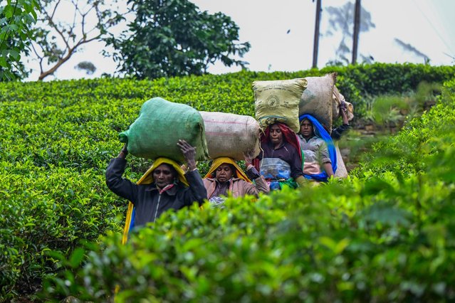 In this photograph taken on September 1, 2024, tea pickers carry sacks of harvested leaves at a tea estate in Hatton. The backbone of the economy, Sri Lanka's tea pickers are determined to use their powerful vote to choose a president this month who will change grim working conditions for good. The pickers' main political party, the Ceylon Workers Congress (CWC), are backing the incumbent Wickremesinghe. (Photo by Ishara S. Kodikara/AFP Photo)