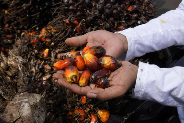 A farmer holds kernels of oil palm fruits during a protest near the presidential palace in Jakarta, Indonesia, Tuesday, May 17, 2022. Dozens of palm oil farmers staged the rally urging the government to lift the ban on palm oil exports, saying that it has caused significant drop to their income. Indonesia, one of the world's top palm oil exporters has banned exports of cooking oil and its raw materials to reduce domestic shortages and hold down skyrocketing prices since late last month. (Photo by Tatan Syuflana/AP Photo)