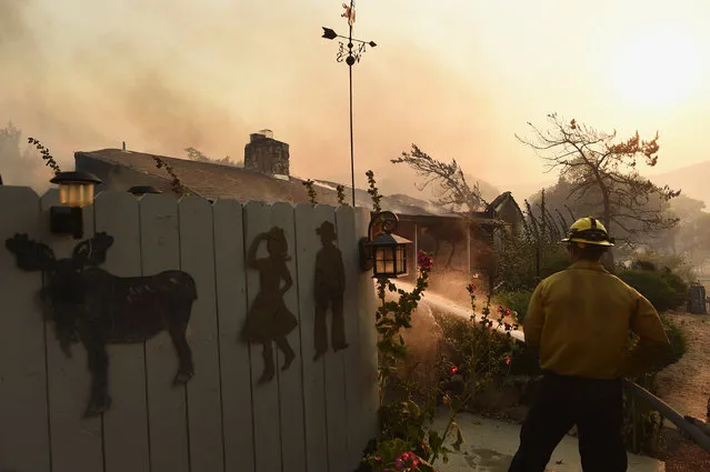 A firefighter sprays a smoldering home as the Erskine Fire burns near Weldon, California, U.S. June 24, 2016. (Photo by Noah Berger/Reuters)