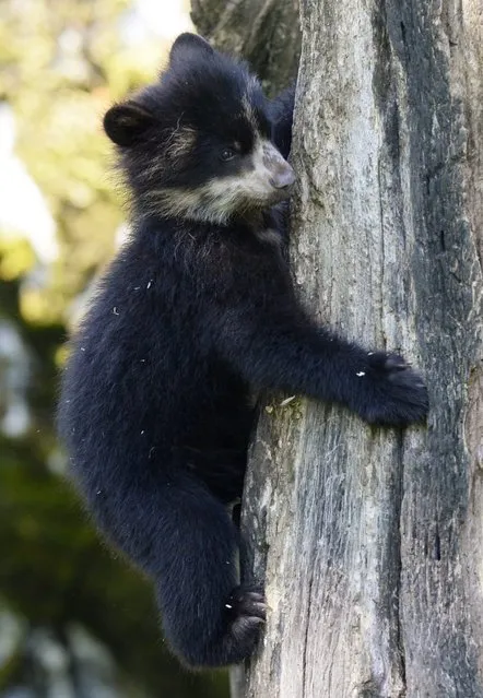 Young spectacled bear (Tremarctos ornatus) “Ojo” explores his enclosure at the Zoo in Zurich, Switzerland, 16 July 2014. “Ojo” was born on 16 February 2014. (Photo by Steffen Schmidt/EPA)