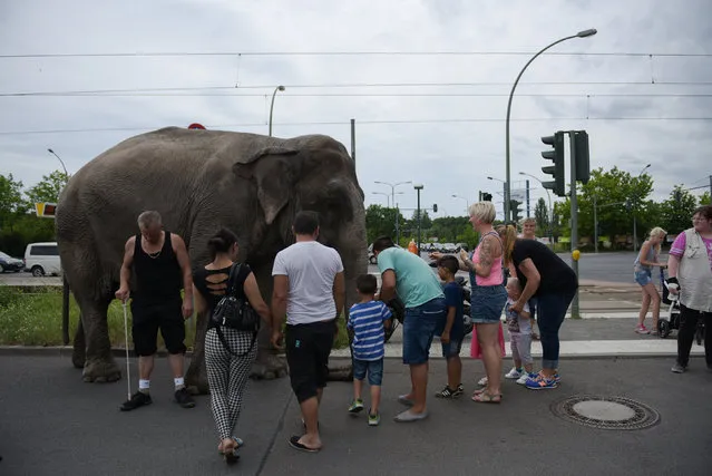 Elephant Maja of Circus Bush on his daily walk with Circus ringmaster Hardy Scholl (L) on Berlin streets in Berlin, Germany June 30, 2016. (Photo by Stefanie Loos/Reuters)