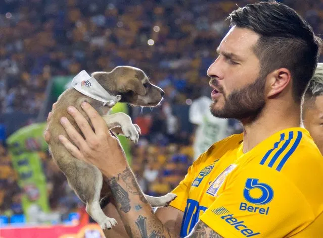 Andree Pierre-Gignac holds a puppy as part of the dog day celebration before the start the Mexican Clausura 2022 football tournament match against Atlas at the Universitario stadium in Monterrey, Mexico, on July 23, 2022. (Photo by Julio Cesar Aguilar/AFP Photo)