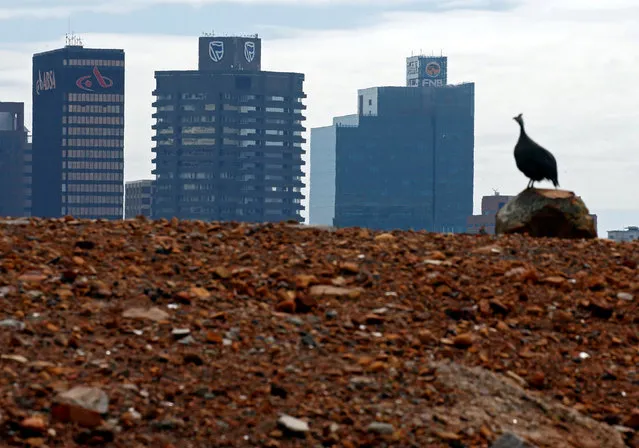 A Guinea fowl is seen with the buildings with the logos of three of South Africa's biggest banks, ABSA, Standard Bank and First National Bank (FNB) in the background, in Cape Town, South Africa, August 30, 2017. (Photo by Mike Hutchings/Reuters)