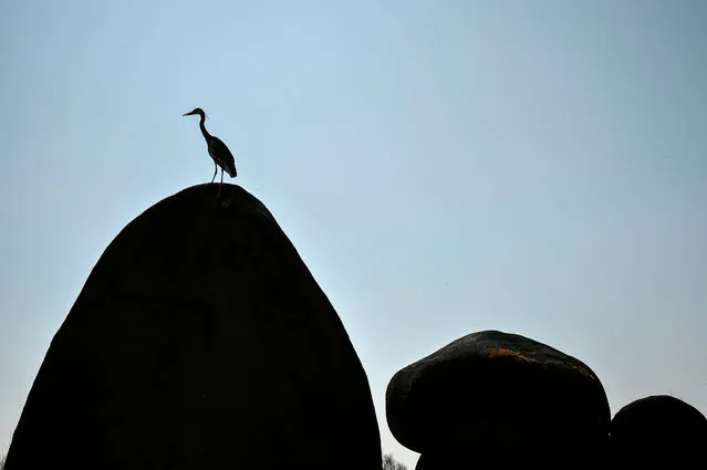 A heron is silhouetted at the “Zoom Torino” zoo on March 18, 2020 in Cumiana, near Turin, during the country's lockdown within the new coronavirus crisis. During the COVID-19 emergency the zoo is closed but keepers and veterinaries go on taking care of animals. (Photo by Marco Bertorello/AFP Photo)