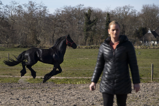 A Friesian stallion runs past Sarina Renz during feeding time for the stranded animals of the Renz Circus in Drachten, northern Netherlands, Tuesday, March 31, 2020. (Photo by Peter Dejong/AP Photo)