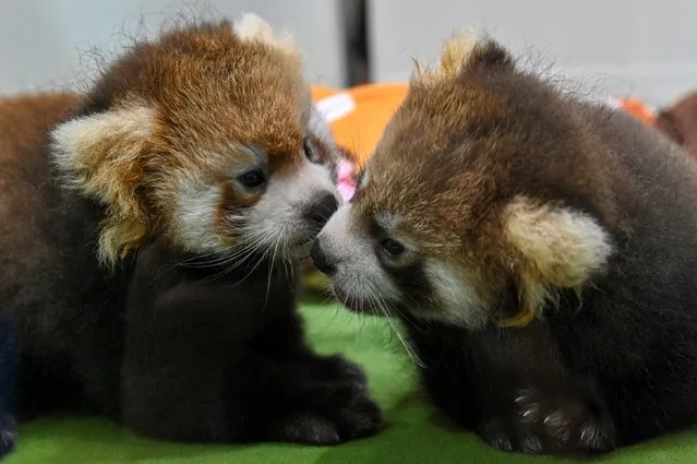 Two red pandas (a male at R and a female at L) who were successfully bred nearly two months ago are displayed to the media at the Yokohama Hakkeijima Sea Paradise in Yokohama on September 6, 2022. (Photo by Kazuhiro Nogi/AFP Photo)