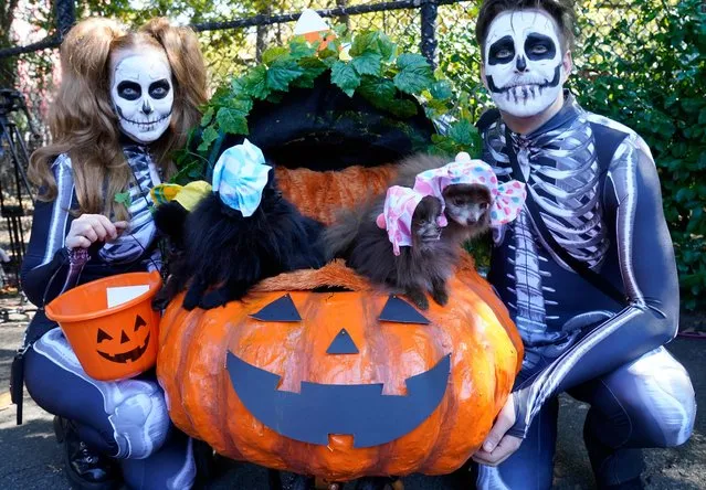 Dogs and their owners compete in the 32nd Tompkins Square Halloween Dog Parade on October 22, 2022, at Tompkins Square in New York City. (Photo by Timothy A. Clary/AFP Photo)