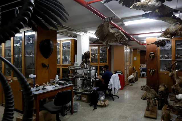 Taxidermied animals are seen as Asaf, a collection manager works at Tel Aviv University's Zoological centre works on a collection which will be housed at the Steinhardt Museum of Natural History, a new Israeli natural history museum set to open next year in Tel Aviv, Israel June 8, 2016. (Photo by Nir Elias/Reuters)