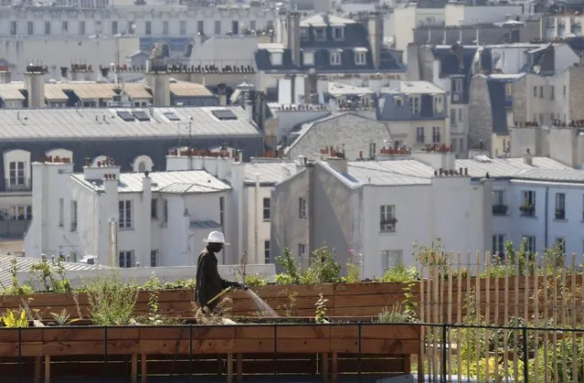 A man waters plants in planter boxes on  the 700 square metre (7500 square feet) rooftop of the Bon Marche, where the store's employees grow some 60 kinds of fruits and vegetables such as strawberries, zucchinis, mint and other herbs in their urban garden with a view of the capital in Paris, France, August 26, 2016. (Photo by Regis Duvignau/Reuters)