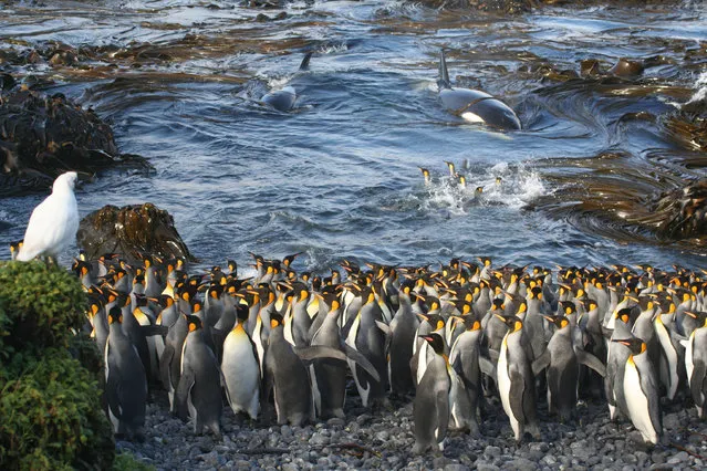 Winner, Ecology and Environmental Science category. Waiting in the Shallows by Nico de Bruyn. Orcas suddenly enter a small bay at subantarctic Marion Island, surprising a small huddle of king penguins busy preening themselves in the water. (Photo by Nico de Bruyn/PA Wire/Royal Society Publishing Photography Competition 2017)