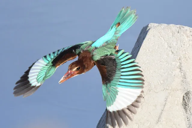 A white-throated kingfisher flies over waters in Kuwait City, Kuwait, July 7, 2020. (Photo by Ghazy Qaffaf/Xinhua News Agency/Rex Features/Shutterstock)