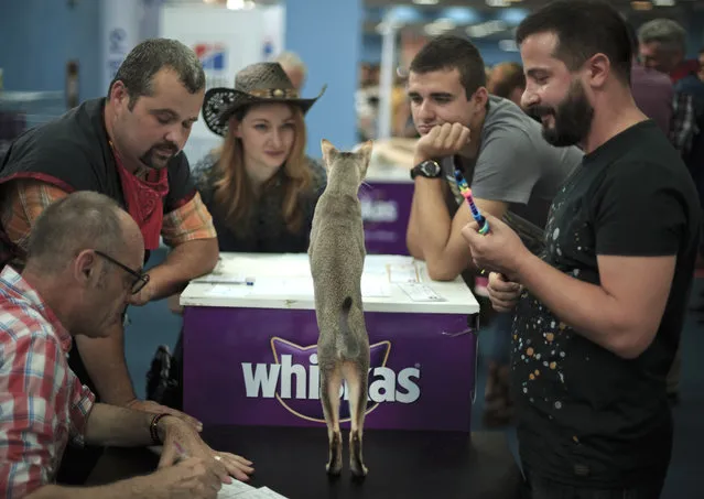 Kimi, the male Singapura cat, praised by  French judge Yan Rocha Folch, left, for showing its sensitive side, is evaluated during a competition in Bucharest, Romania, Saturday, September 26, 2015. (Photo by Vadim Ghirda/AP Photo)