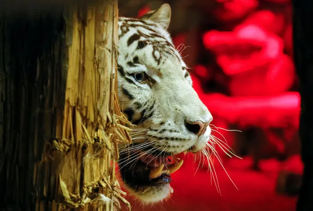 Khan, a five-year-old male White Bengal tiger grins inside an open-air cage, as illumination is lit on for late visitor to observe animals at night environment, at the Royev Ruchey zoo in a suburb of the Siberian city of Krasnoyarsk, Russia, August 27, 2016. (Photo by Ilya Naymushin/Reuters)