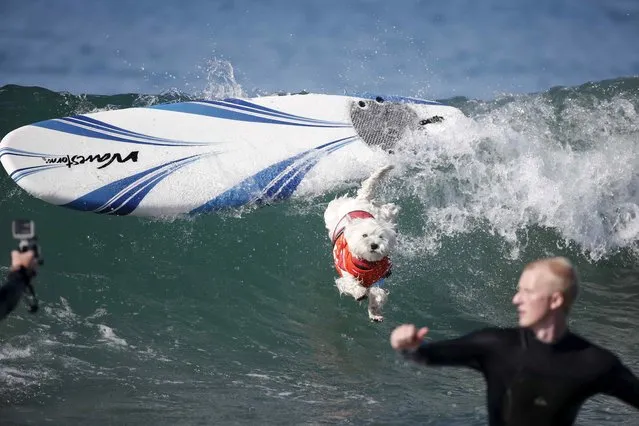 A dog wipes out during the Surf City Surf Dog Contest in Huntington Beach, California September 27, 2015. (Photo by Lucy Nicholson/Reuters)