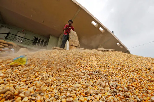 A workers empties a sack of corn kernels at the Agricultural Produce Market Committee (APMC) market yard on the outskirts of Ahmedabad, India, August 31, 2016. (Photo by Amit Dave/Reuters)