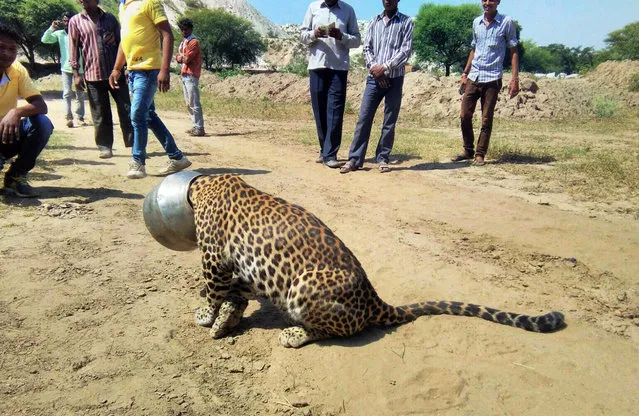 People stand around a leopard with its head stuck in a vessel in Rajsamand district of Rajasthan state, India, Wednesday, September 30, 2015. The leopard's head got stuck when it attempted to drink water from the pot, according to news reports. Forest officials tranquilized the animal and sawed off the vessel later in the day. (Photo by Kabir Jethi/AP Photo)