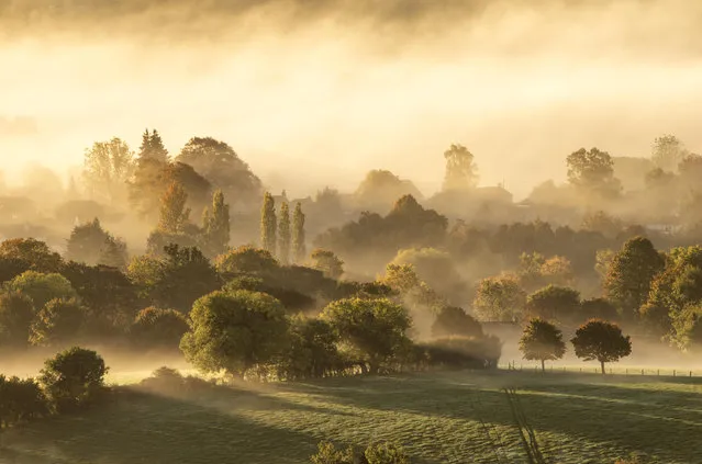 Sunlight filters through the trees on misty Beacon Hill on the South Downs, Hampshire on October 18, 2022. (Photo by Simon Newman/Solent News)