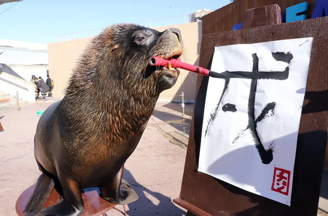A 14-year-old male sea lion “Chen” writes the word “dog” in Chinese characters as part of a New Year's attraction at the Hakkeijima Sea Paradise aquarium in Yokohama, Tokyo, Japan on January 3, 2018. (Photo by Aflo/Rex Features/Shutterstock)