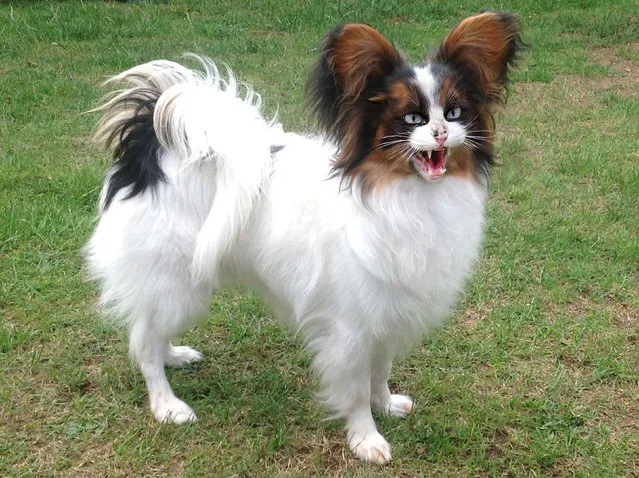 Cross between a cat and a pomerian – Papillat. (Photo by Sarah DeRemer/Caters News)