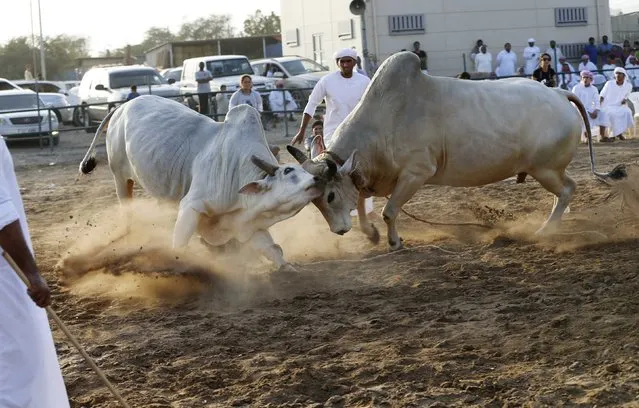 Two bulls lock their horns during a bullfight in the eastern emirate of Fujairah October 17, 2014. (Photo by Ahmed Jadallah/Reuters)