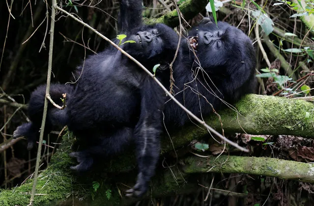 Endangered high mountain gorillas from Sabyinyo family react as they play inside the forest within the Volcanoes National Park near Kinigi, northwestern Rwanda on January 11, 2018. (Photo by Thomas Mukoya/Reuters)