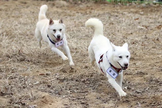 A pair of dogs, Gomi, left, and Songgang, are unveiled at a park in Gwangju, South Korea, Monday, December 12, 2022. The dogs gifted by North Korean leader Kim Jong Un four years ago ended up being resettled at a zoo in South Korea following a dispute over who should finance the caring of the animals. (Photo by Chun Jung-in/Yonhap via AP Photo)