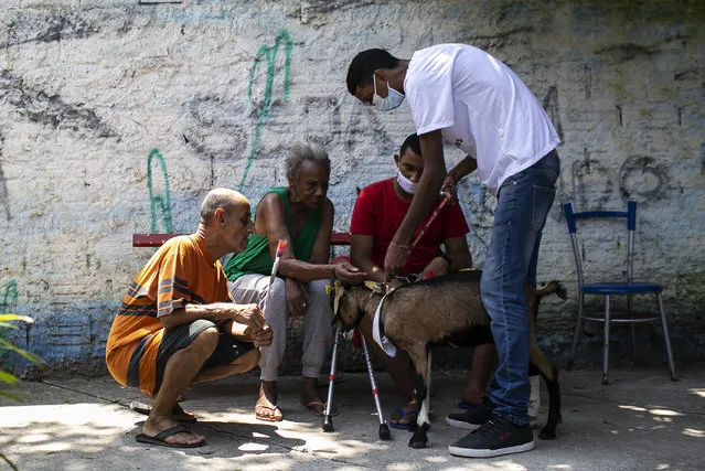 Seniors pet a goat named Jurema at the “Casa de Repouso Laços de Ouro” nursing home in Sepetiba, Brazil, Thursday, October 1, 2020. The Golias organization brought the animals, who they rescued from abandonment, to provide a little relief from the isolation many elderly people feel, cut off from friends and family due to fear of contagion from the new coronavirus. (Photo by Bruna Prado/AP Photo)