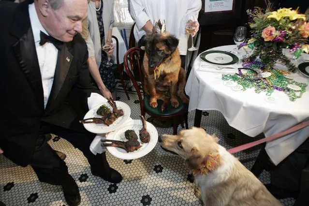 Galatoire's waiter Imre Szalai serves Barkus King Rockafella, seated, and Queen Biscuit, on the floor, their royal lunch at the famous restaurant in the French Quarter of New Orleans, February 9, 2007. The buildup to New Orleans’ Mardi Gras celebration intensifies Friday, Feb. 10, 2023, with nighttime parades rolling along St. Charles Avenue and animal lovers gathering at Galatoire's Restaurant to pay tribute to four-legged faux royalty. (Photo by Bill Haber/AP Photo)
