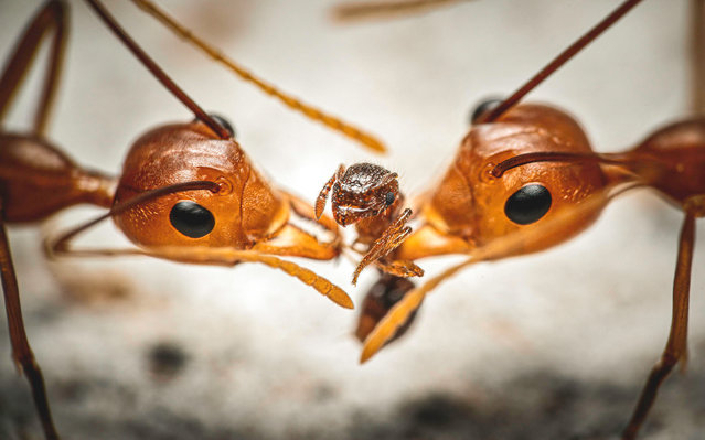 All the other bugs category winner: Tug of War by Reynante Martinez. This dramatic shot shows two weaver ants pulling apart a smaller species. (Photo by Reynante M. Martinez/Luminar Bug Photographer of the Year 2020)