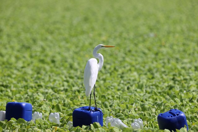 A heron perches on a plastic container on Lake Suchitlan affected by the aquatic plant Pistia Stratiotes in Cuscatlan, El Salvador, 14 August 2025. Fishing and tourism are affected by the proliferation of the plant, which has covered practically the entire surface of the lake, causing economic losses for the inhabitants of the area. (Photo by Vladimir Chicas/EPA)