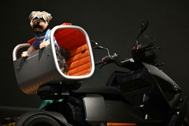 Dog Theodore poses with a kennel entitled “Moon Dog” created by architects Sebastian Conran and Beta Design Office, during a photocall ahead of Goodwood's “Goodwoof” charity auction, at Bonham's auctioneers in London on May 7, 2024. Proceeds from the May 19, 2024 auction are set to be donated to Goodwoof's chosen charity, Jai Dog Rescue, who work to transform the lives of street dogs in Thailand. (Photo by Ben Stansall/AFP Photo)