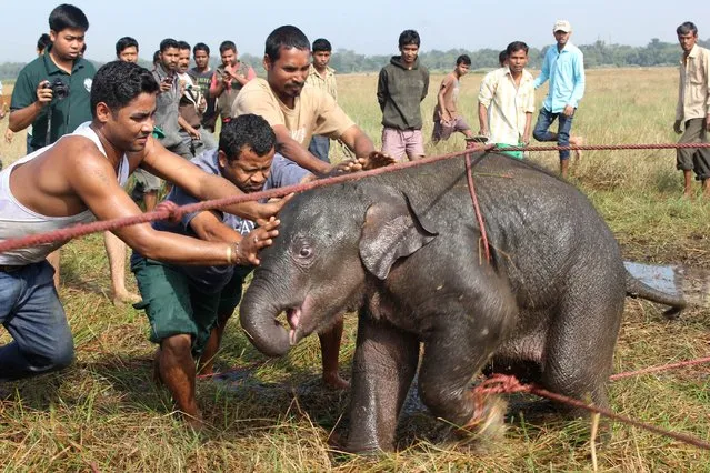 Villagers secure a wild elephant calf at a rice paddy field at Borbhugia near Koliabor in Nagaon district, India's northeastern Assam state, on December 15, 2014. The villagers rescued the baby elephant that was separated from its herd. (Photo by AFP Photo)